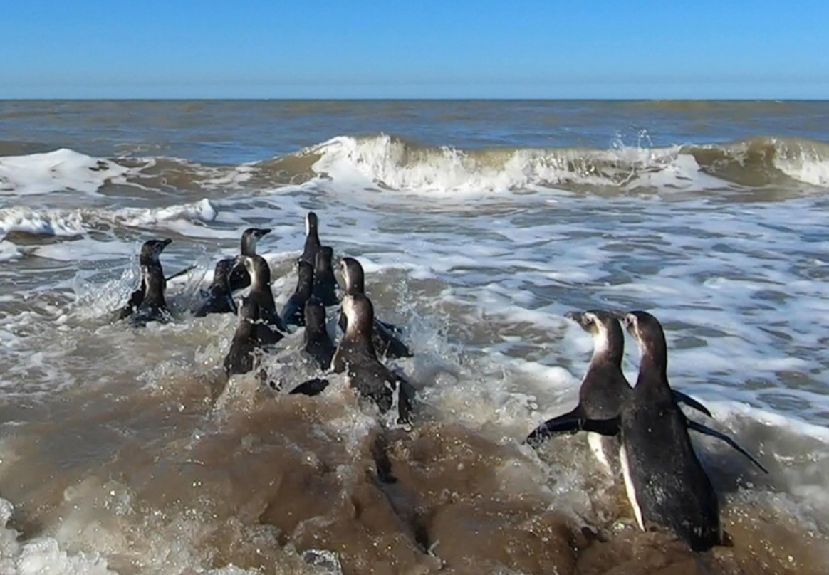San Clemente: rehabilitaron a 14 pingüinos y los devolvieron al mar