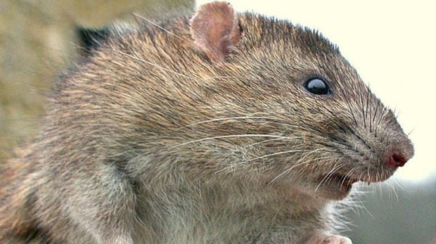 Invasión de ratas en la zona sudoeste de Australia pone en alerta a aquel país