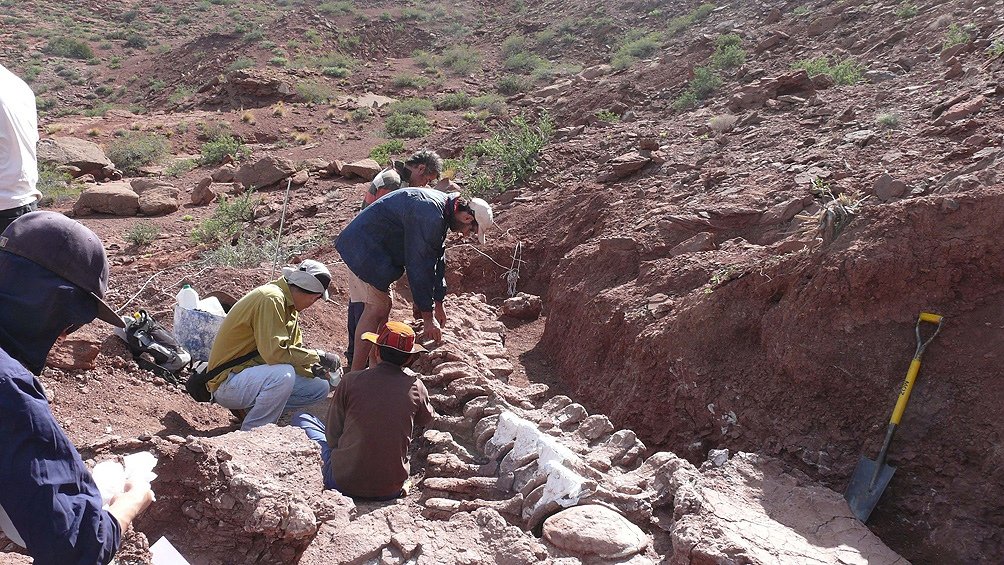 En Neuquén hallaron restos fósiles de lo que podría ser el dinosaurio más grande del mundo 
